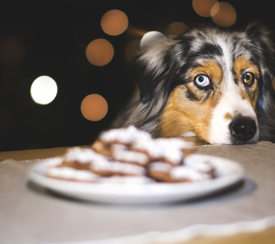 Обои взгляд, собака, печенье, австралийская овчарка, look, dog, cookies, australian shepherd разрешение 2047x1266 Загрузить