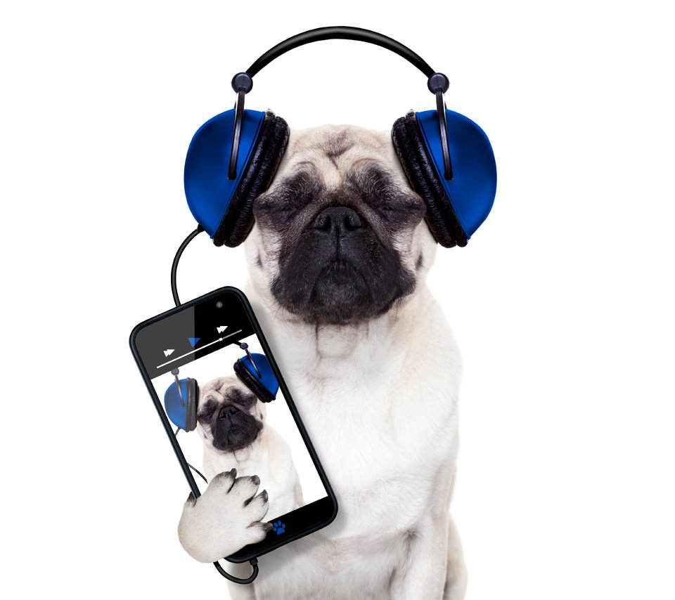 Обои собака, наушники, юмор, белый фон, телефон, мопс, смартфон, dog, headphones, humor, white background, phone, pug, smartphone разрешение 5700x4500 Загрузить