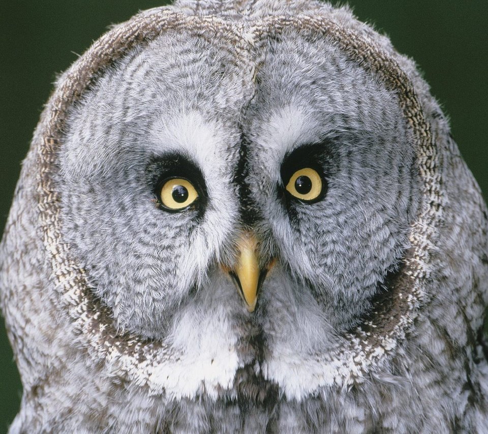 Обои глаза, сова, взгляд, птицы, клюв, перья, бородатая неясыть, неясыть, eyes, owl, look, birds, beak, feathers, great grey owl разрешение 1920x1440 Загрузить