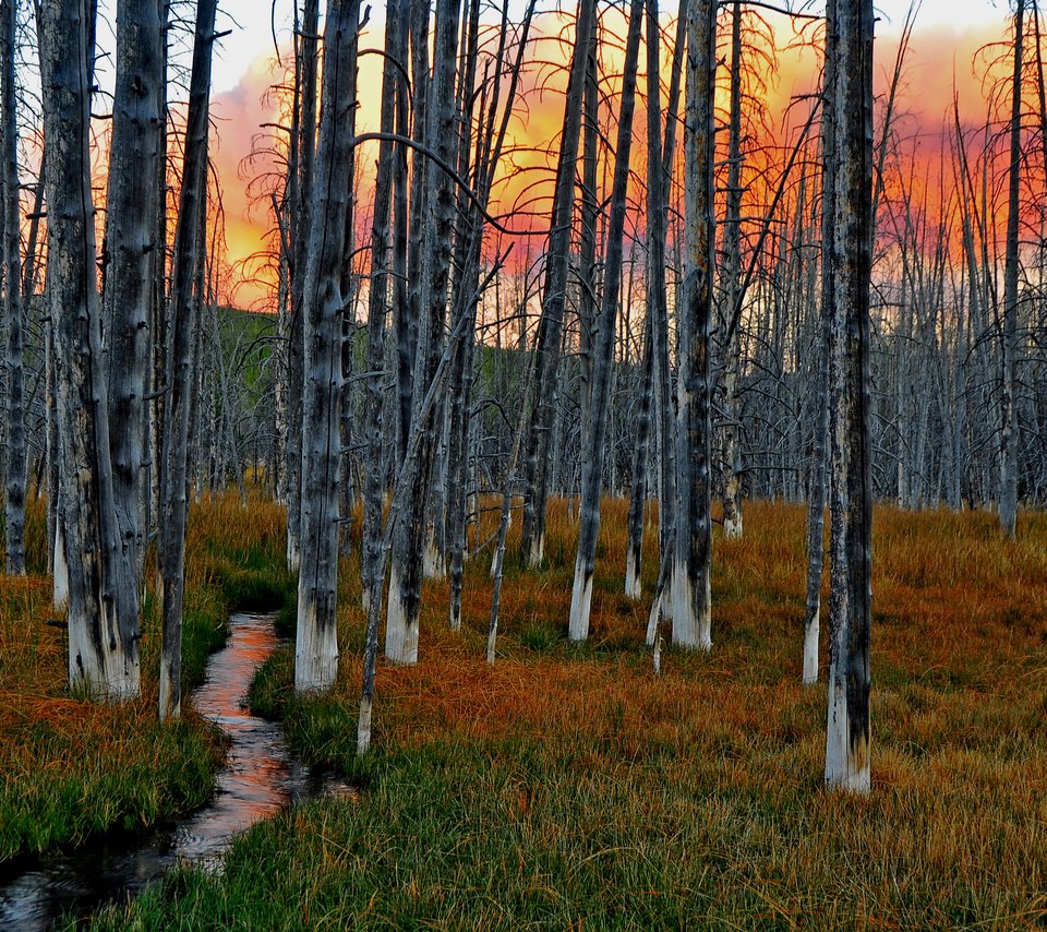 Обои небо, трава, деревья, лес, закат, ручей, the sky, grass, trees, forest, sunset, stream разрешение 3363x2396 Загрузить