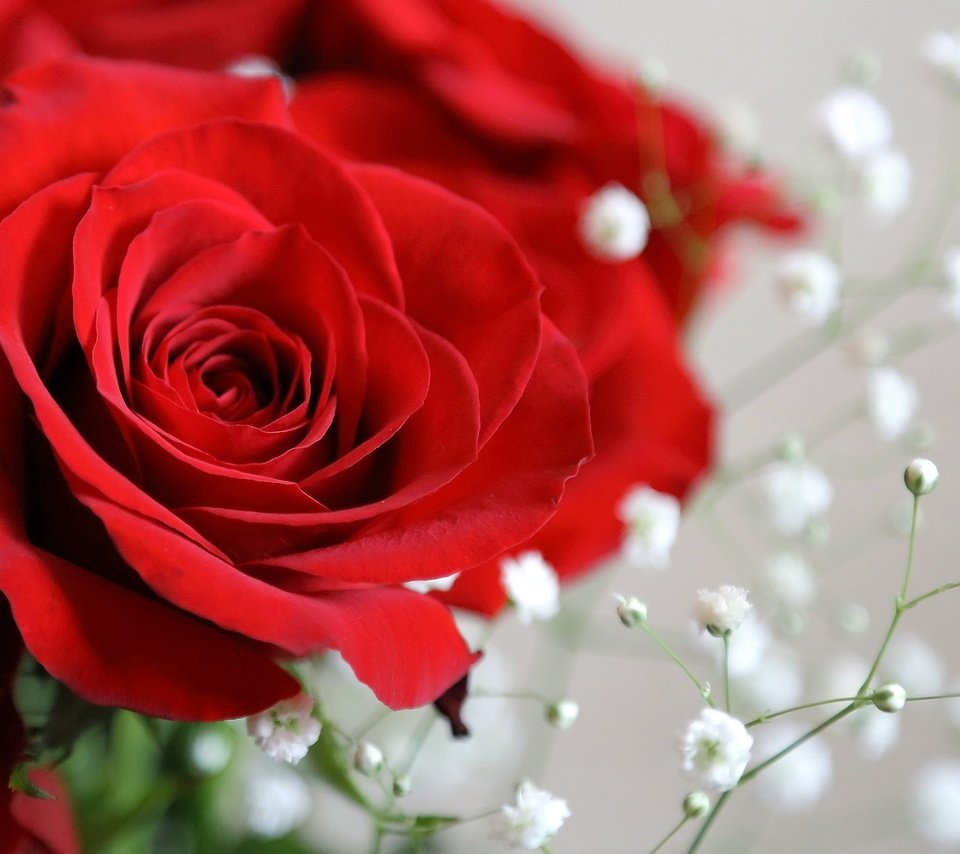 Обои цветы, макро, розы, красные, букет, flowers, macro, roses, red, bouquet разрешение 1920x1200 Загрузить