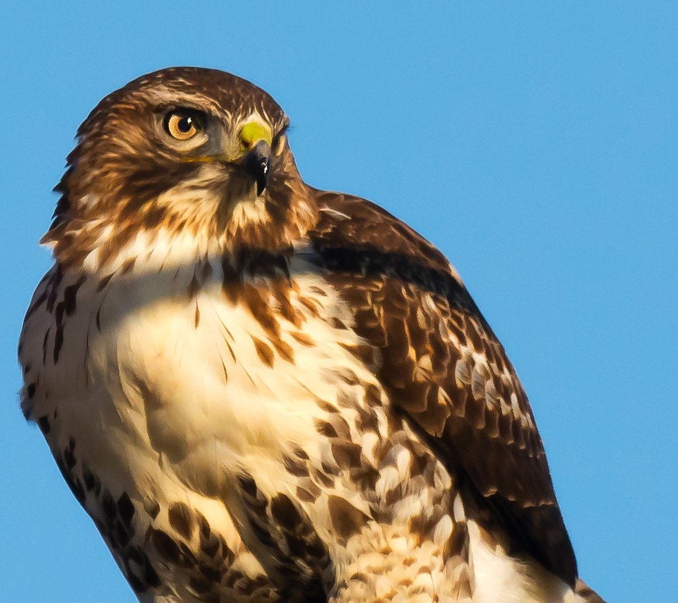 Обои птица, клюв, перья, ястреб, хищная птица, bird, beak, feathers, hawk, bird of prey разрешение 2048x1308 Загрузить