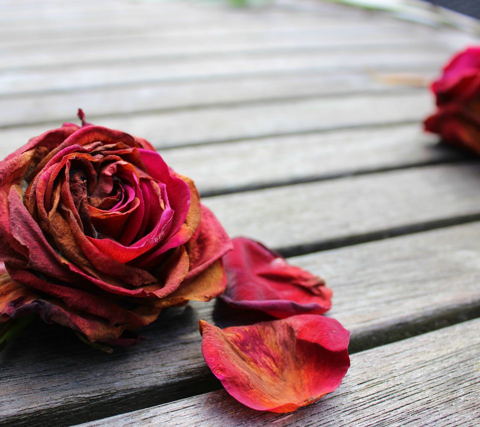 Обои цветок, роза, лепестки, цветком, flower, rose, petals разрешение 2048x1311 Загрузить