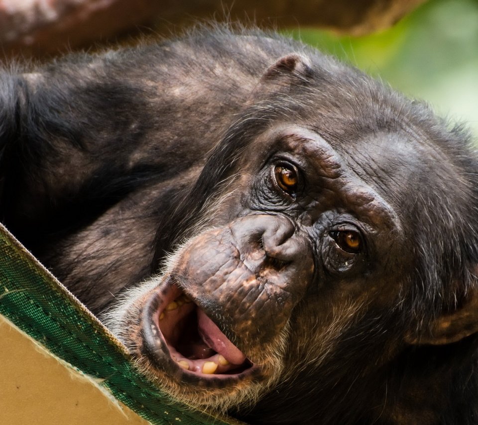 Обои взгляд, животное, обезьяна, гримаса, шимпанзе, chimpanzee, look, animal, monkey, grimace, chimpanzees разрешение 2560x1600 Загрузить