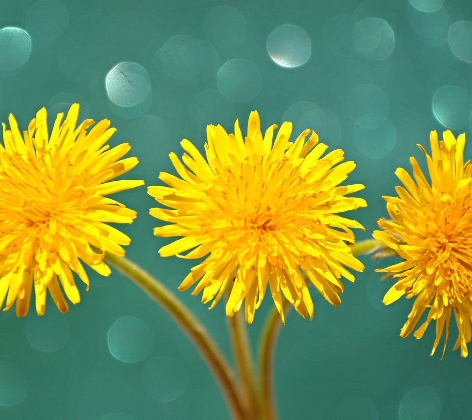 Обои цветы, макро, лепестки, одуванчики, стебель, желтые, flowers, macro, petals, dandelions, stem, yellow разрешение 2048x1374 Загрузить