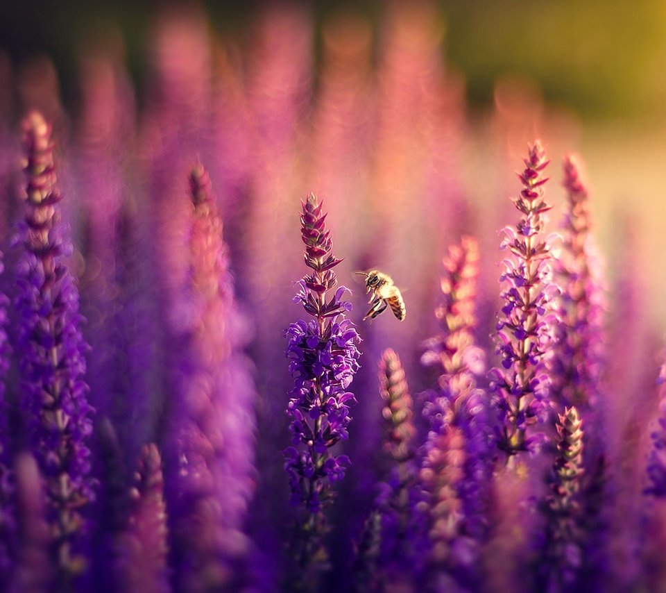 Обои цветы, природа, поле, лаванда, пчела, боке, сиреневые, flowers, nature, field, lavender, bee, bokeh, lilac разрешение 1920x1282 Загрузить