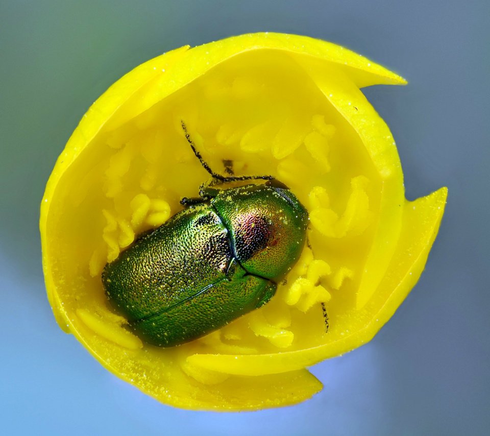 Обои желтый, жук, макро, насекомое, цветок, тюльпан, майский жук, yellow, beetle, macro, insect, flower, tulip, chafer разрешение 2560x1600 Загрузить