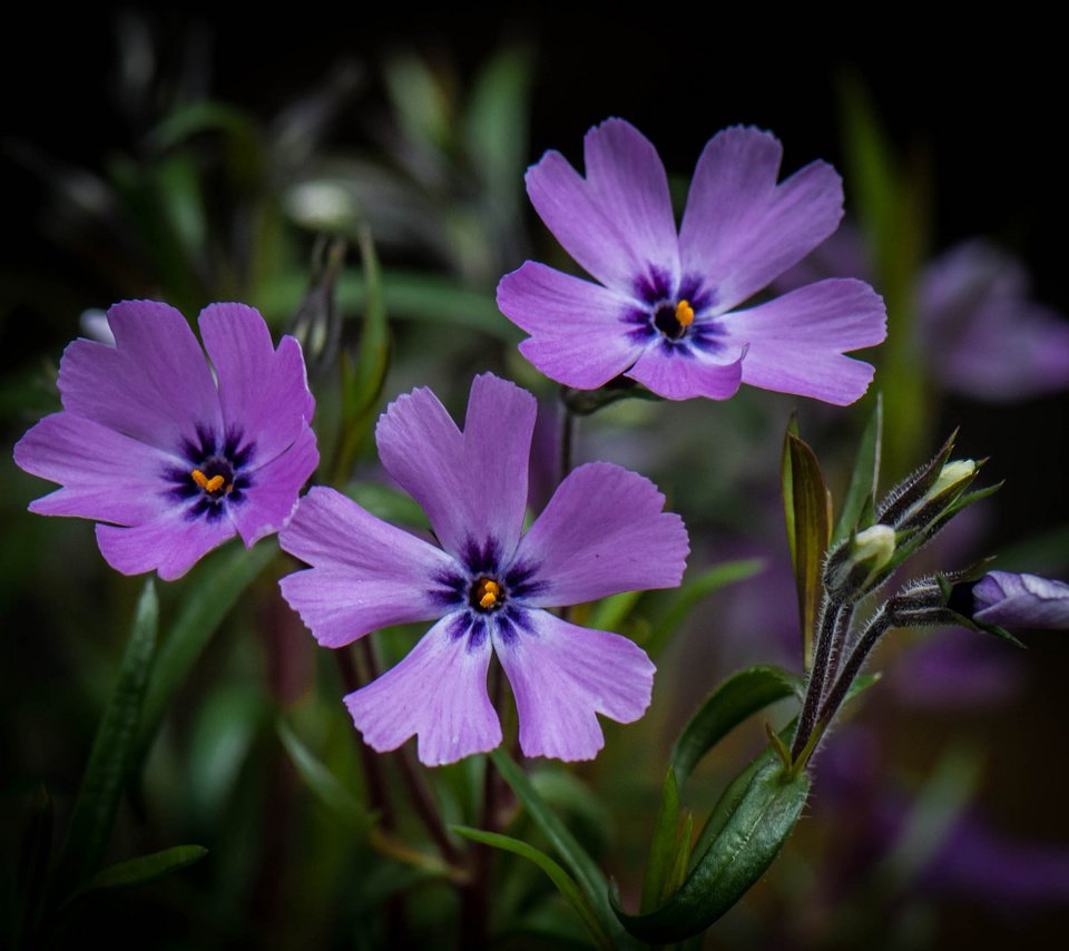 Обои цветы, макро, фон, сиреневые, flowers, macro, background, lilac разрешение 2048x1591 Загрузить