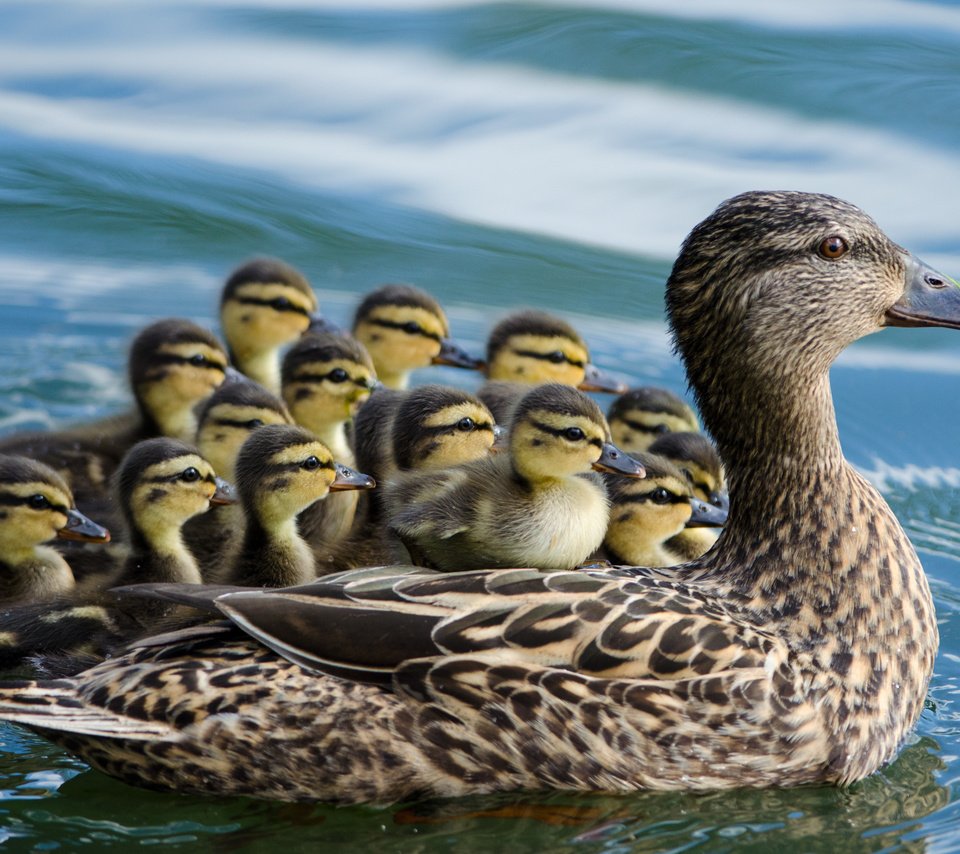 Обои вода, птицы, утята, утка, птенцы, кряква, water, birds, ducklings, duck, chicks, mallard разрешение 4319x2861 Загрузить