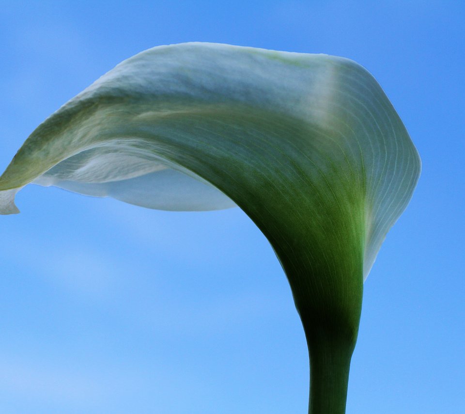 Обои небо, цветок, белая, калла, the sky, flower, white, calla разрешение 2048x1365 Загрузить