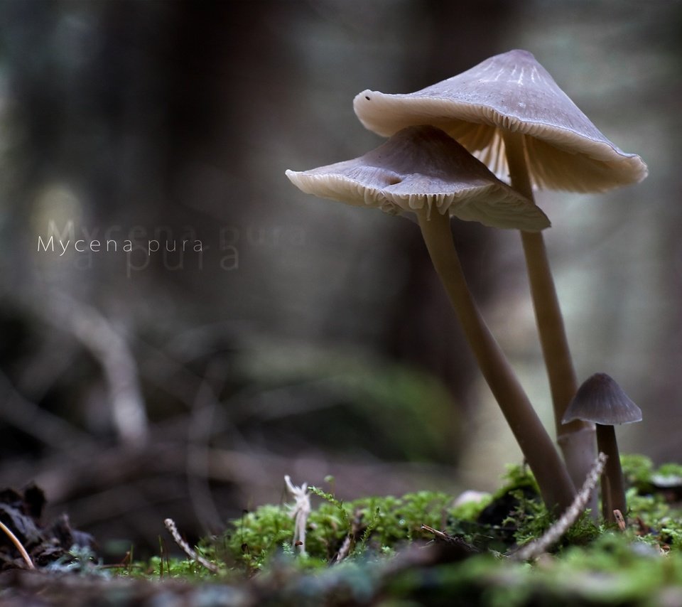 Обои природа, макро, грибы, mycena pura, nature, macro, mushrooms разрешение 1920x1213 Загрузить