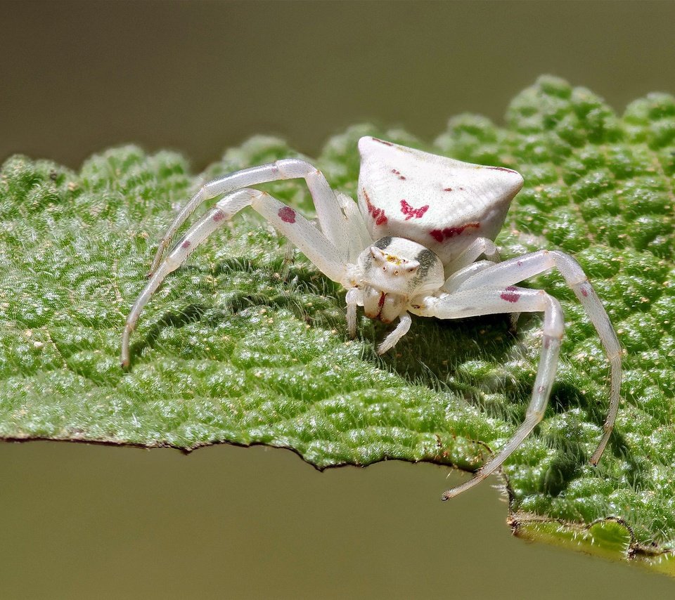 Обои макро, насекомое, белый, лист, паук, ziva & amir, white crab spider, macro, insect, white, sheet, spider разрешение 2022x1447 Загрузить