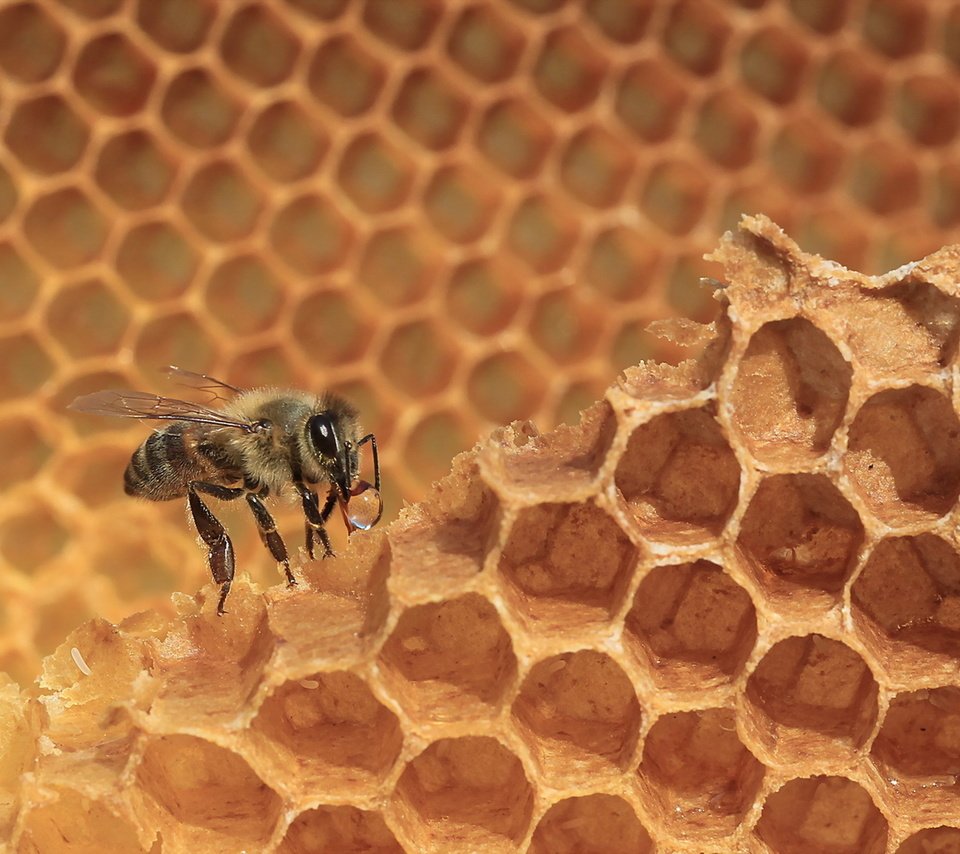 Обои макро, насекомое, соты, пчела, мед, macro, insect, cell, bee, honey разрешение 1920x1200 Загрузить