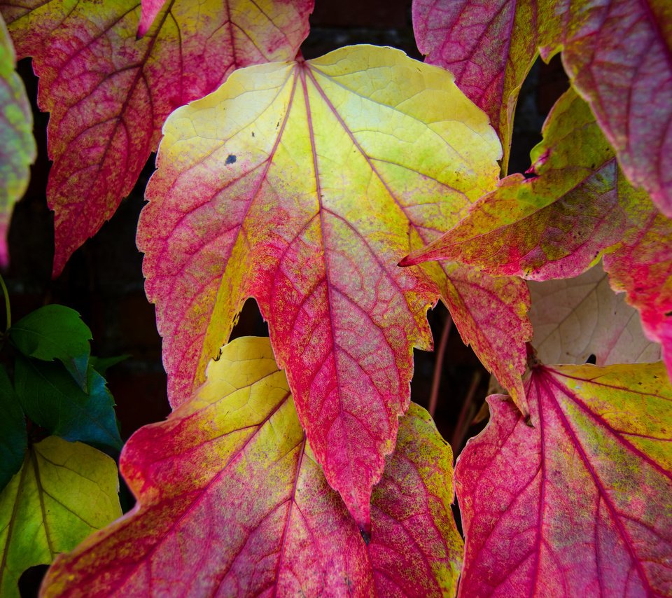 Обои природа, листья, разноцветные, осень, nature, leaves, colorful, autumn разрешение 2048x1356 Загрузить