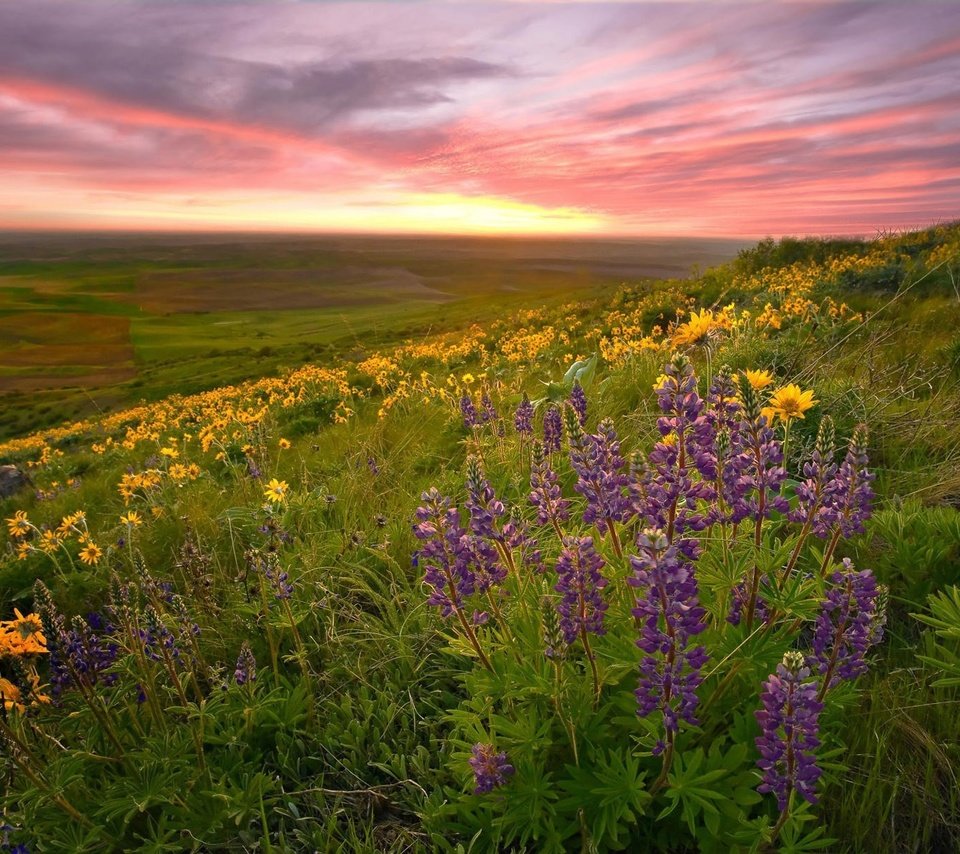 Обои природа, пейзаж, поле, луг, цветы.закат, nature, landscape, field, meadow, flowers.sunset разрешение 1920x1200 Загрузить