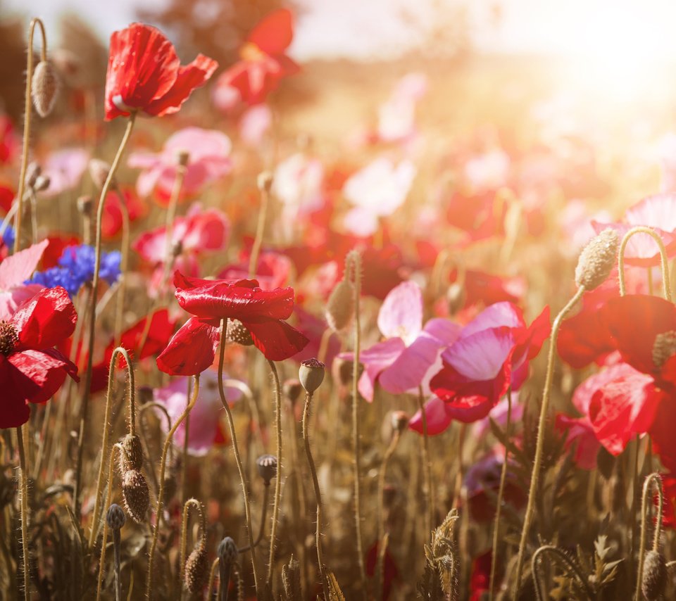 Обои цветы, природа, красные, маки, васильки, flowers, nature, red, maki, cornflowers разрешение 2048x1365 Загрузить