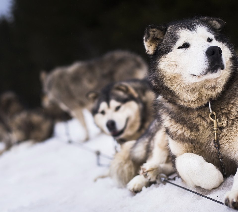 Обои снег, зима, собаки, snow, winter, dogs разрешение 2047x1122 Загрузить