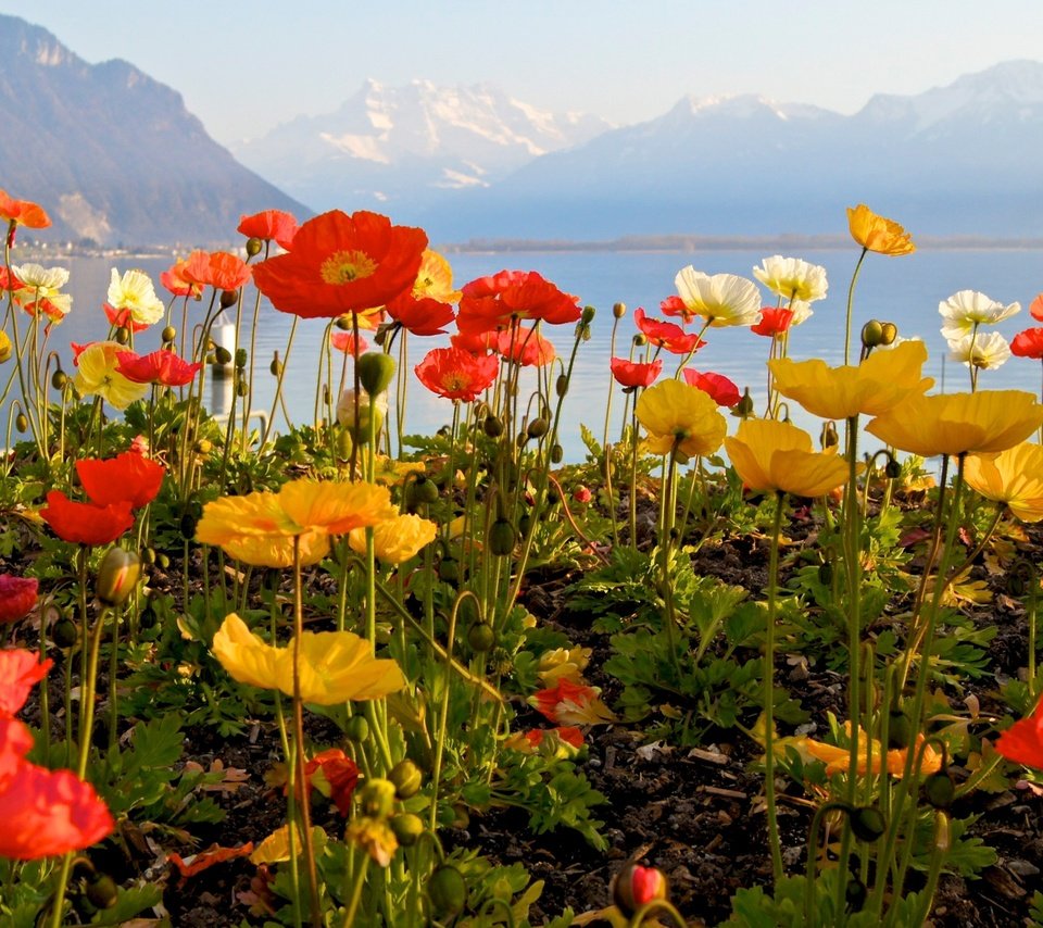 Обои небо, цветы, озеро, горы, маки, the sky, flowers, lake, mountains, maki разрешение 1920x1280 Загрузить