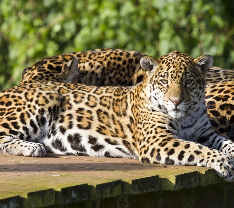 Обои кошка, ягуар, пара, отдых, дикие кошки, ягуары, cat, jaguar, pair, stay, wild cats, jaguars разрешение 2560x1600 Загрузить