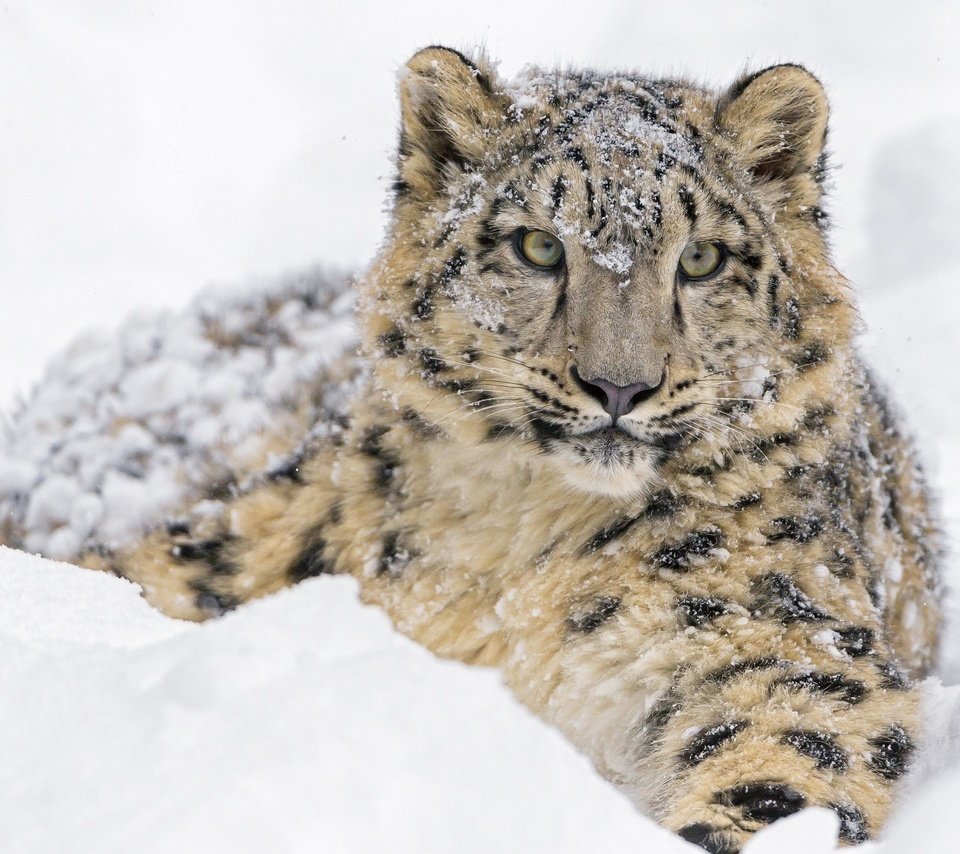 Обои морда, дикая кошка, снег, молодой, зима, детеныш, лежит, снежный леопард, хищник, снежный барс, ирбис, зоопарк, face, wild cat, snow, young, winter, cub, lies, predator, snow leopard, irbis, zoo разрешение 2560x1600 Загрузить