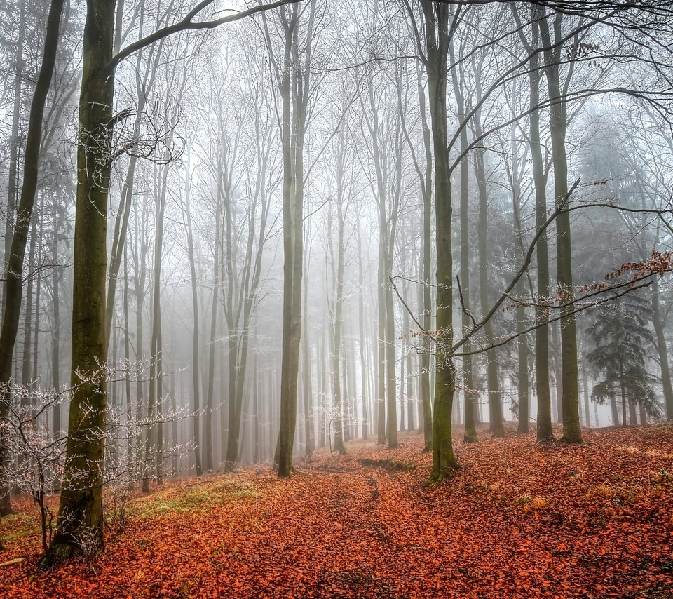 Обои деревья, лес, листья, туман, осень, trees, forest, leaves, fog, autumn разрешение 2048x1312 Загрузить