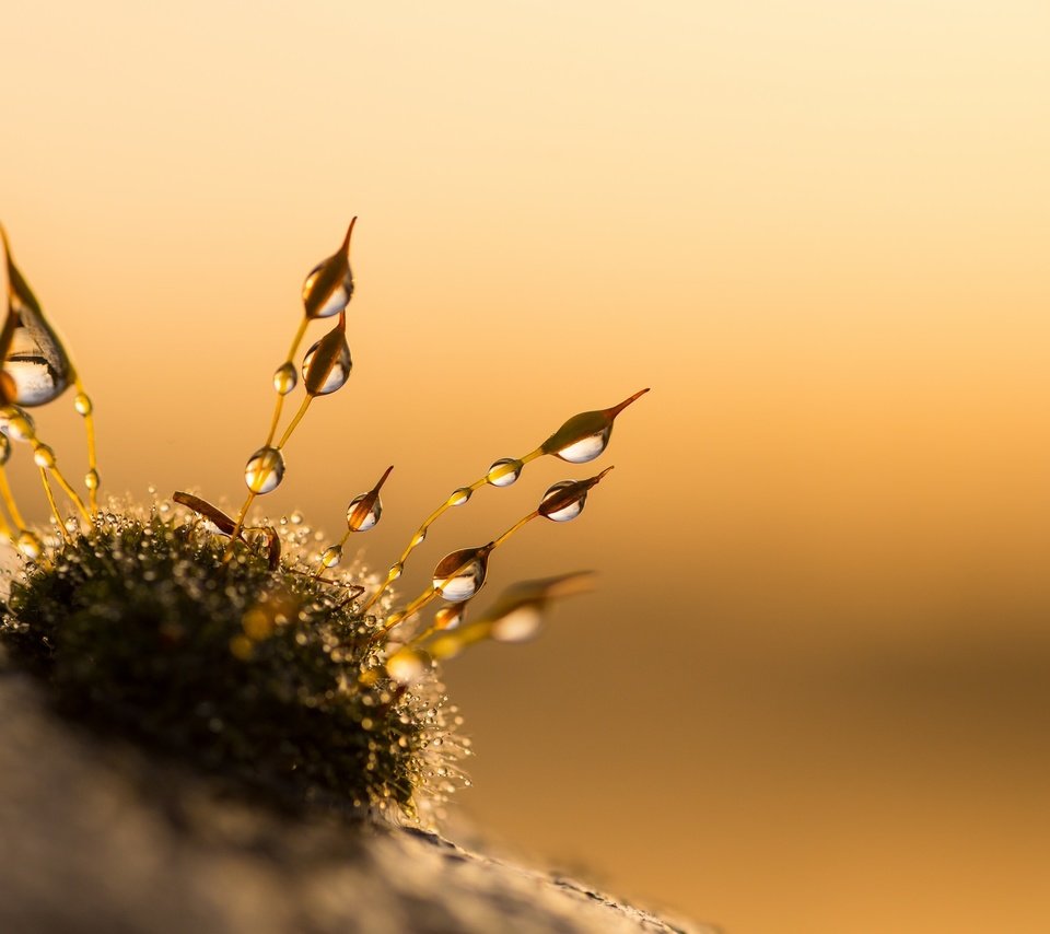 Обои природа, закат, макро, капли, мох, anniison, nature, sunset, macro, drops, moss разрешение 2048x1367 Загрузить