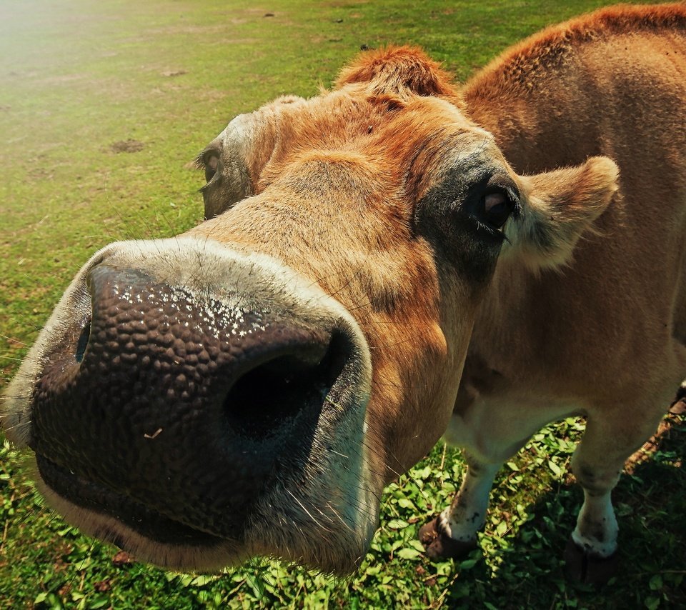 Обои морда, макро, корова, крупным планом, face, macro, cow, closeup разрешение 2048x1478 Загрузить