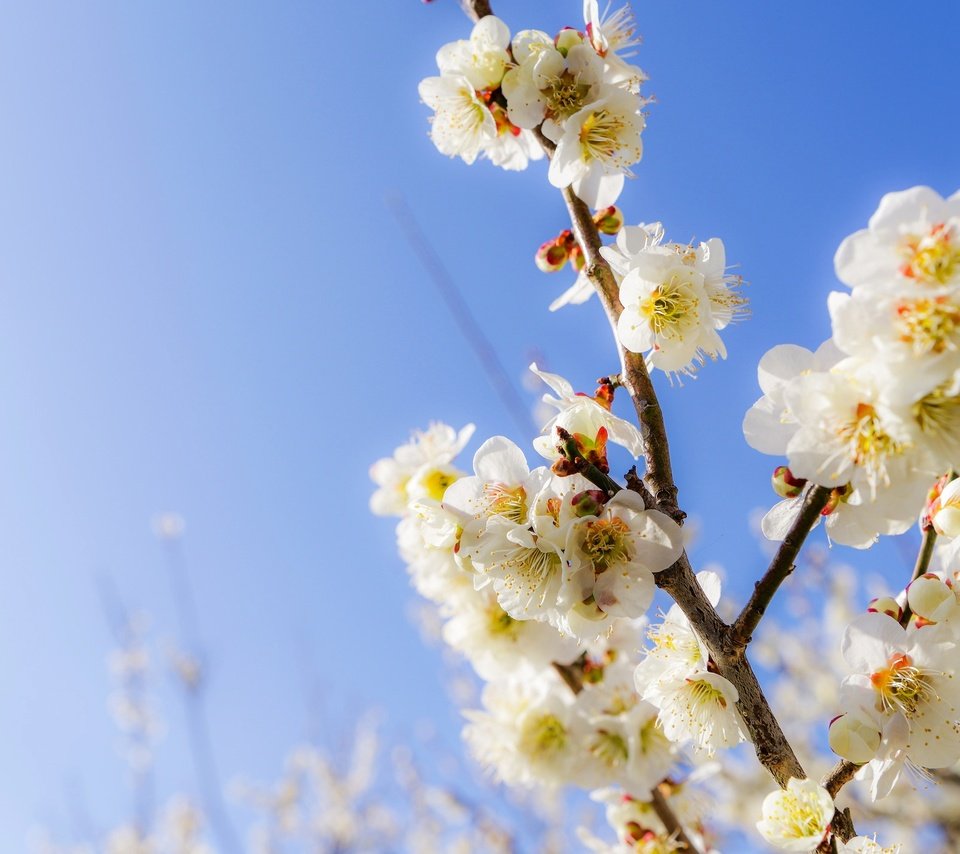 Обои небо, цветы, ветки, сад, весна, the sky, flowers, branches, garden, spring разрешение 2048x1416 Загрузить