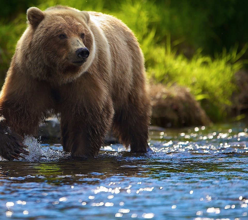 Обои река, солнце, лето, медведь, блики, гризли, river, the sun, summer, bear, glare, grizzly разрешение 2048x1364 Загрузить