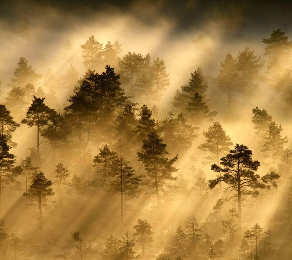 Обои свет, деревья, лес, лучи, утро, дымка, light, trees, forest, rays, morning, haze разрешение 2048x1365 Загрузить