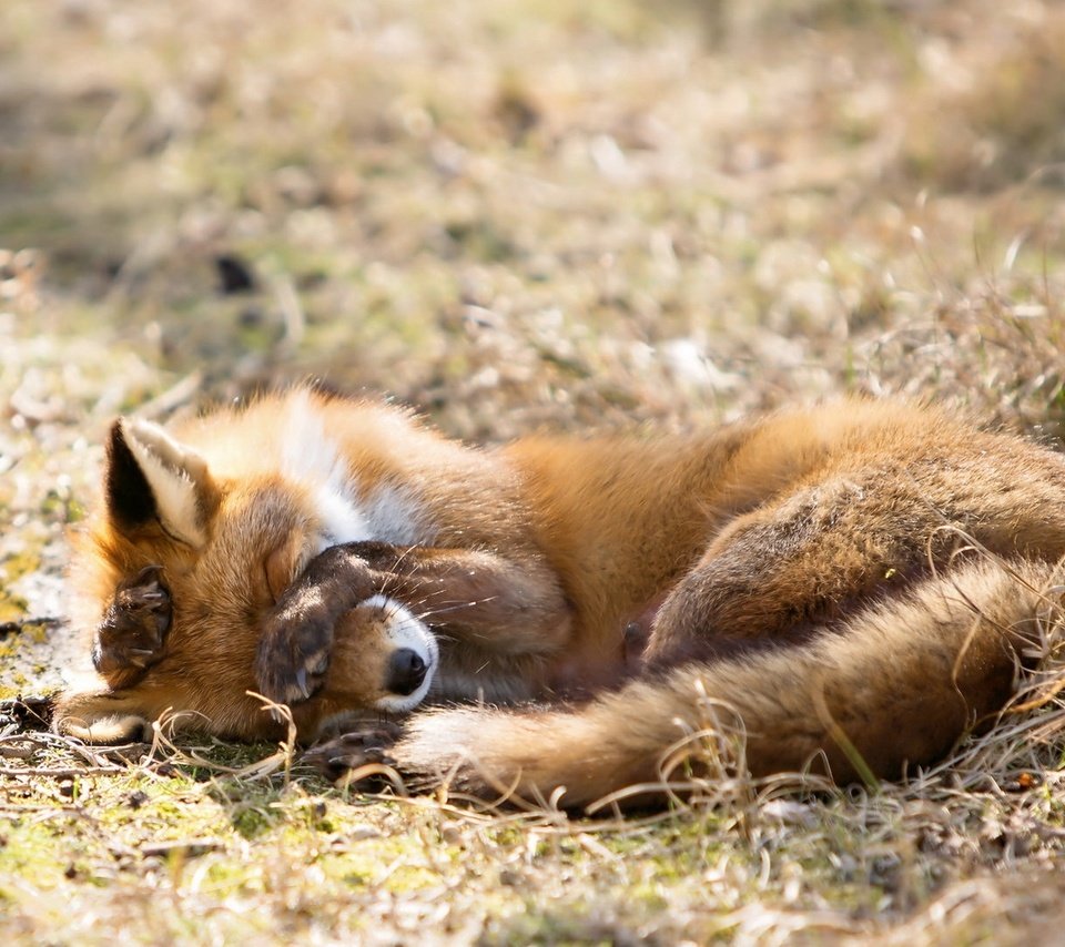 Обои трава, природа, фон, лиса, лисица, сухая, grass, nature, background, fox, dry разрешение 2053x1080 Загрузить