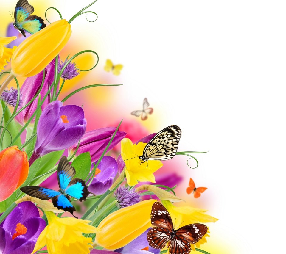 Обои цветы, парное, насекомые, butterflies, весенние, весна, красочная, лиловая, тюльпаны, бабочки, жёлтая, красива, тульпаны,  цветы, flowers, fresh, insects, colorful, spring, purple, tulips, butterfly, yellow, beautiful разрешение 2880x2760 Загрузить