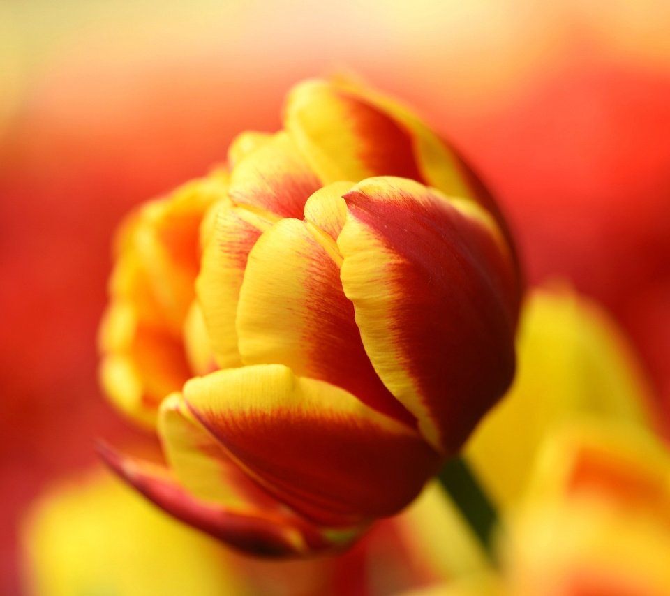 Обои природа, макро, лепестки, бутон, тюльпан, nature, macro, petals, bud, tulip разрешение 2048x1367 Загрузить