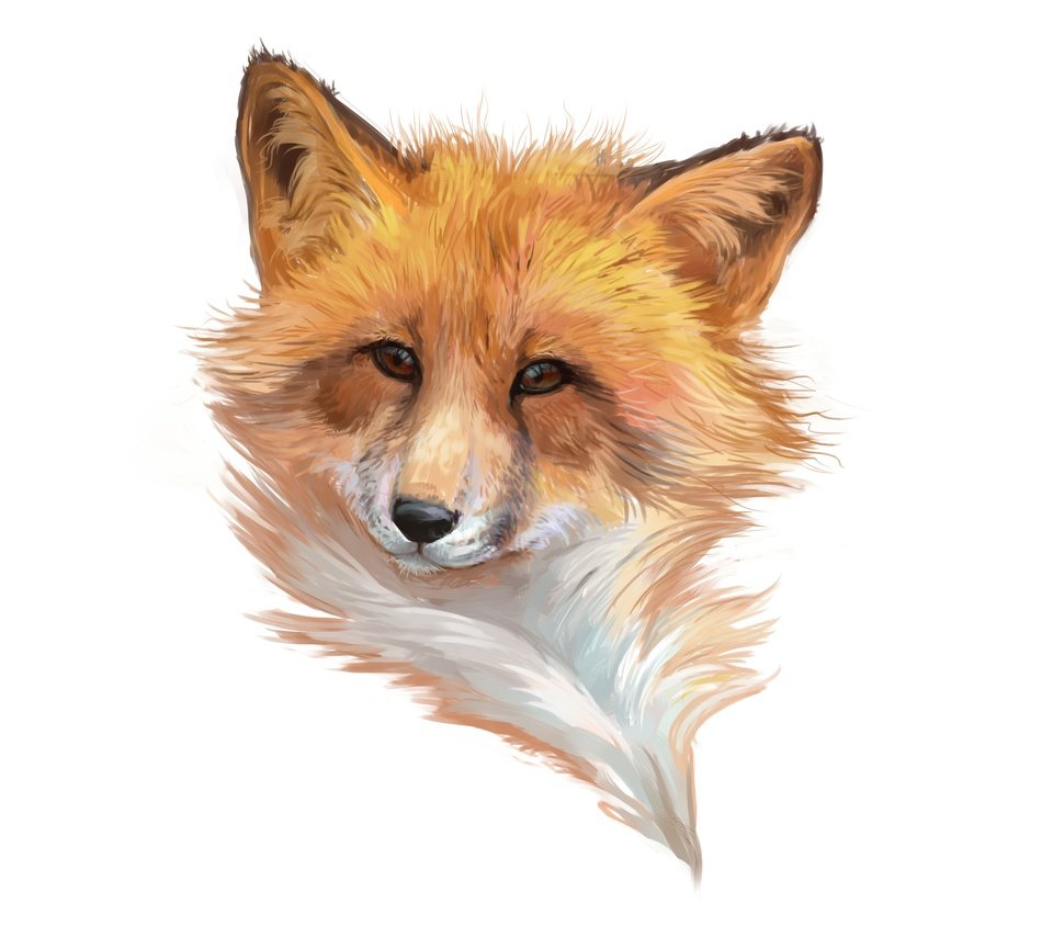 Обои морда, арт, лиса, минимализм, лисица, белый фон, лис, face, art, fox, minimalism, white background разрешение 9600x6000 Загрузить