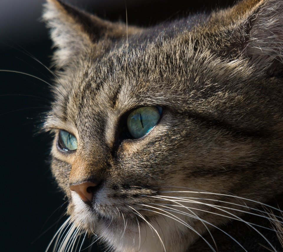 Обои глаза, морда, кот, усы, кошка, взгляд, черный фон, eyes, face, cat, mustache, look, black background разрешение 2048x1365 Загрузить