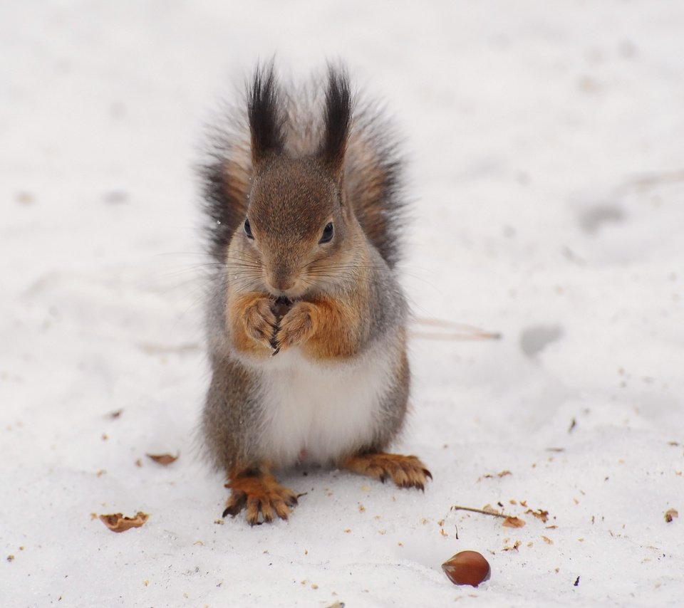 Обои снег, зима, белка, белочка, anna verdina, snow, winter, protein, squirrel разрешение 3468x2580 Загрузить