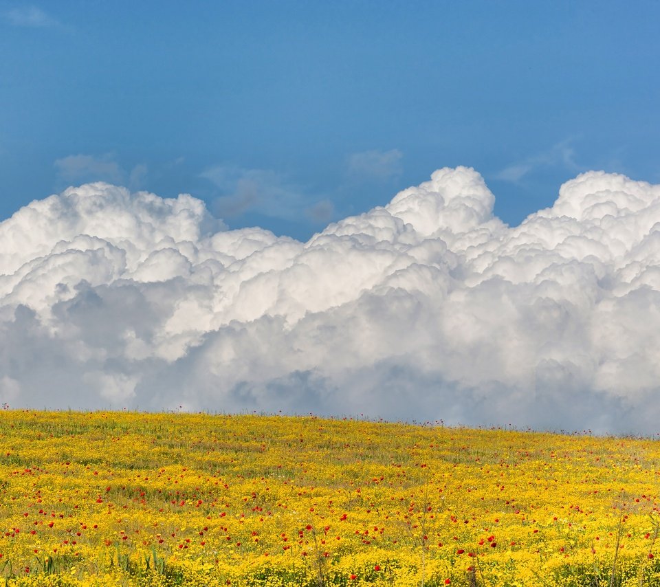 Обои небо, цветы, облака, поле, the sky, flowers, clouds, field разрешение 3000x2000 Загрузить