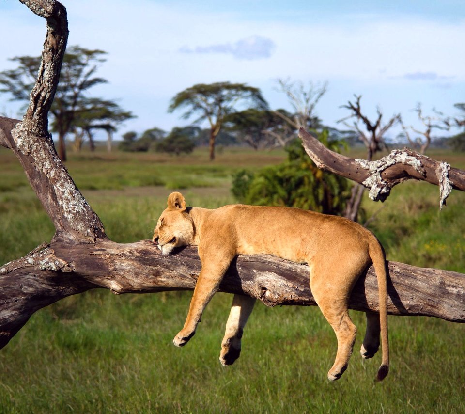 Обои дерево, спит, африка, лев, львица, серенгети, танзания, tree, sleeping, africa, leo, lioness, serengeti, tanzania разрешение 2048x1365 Загрузить