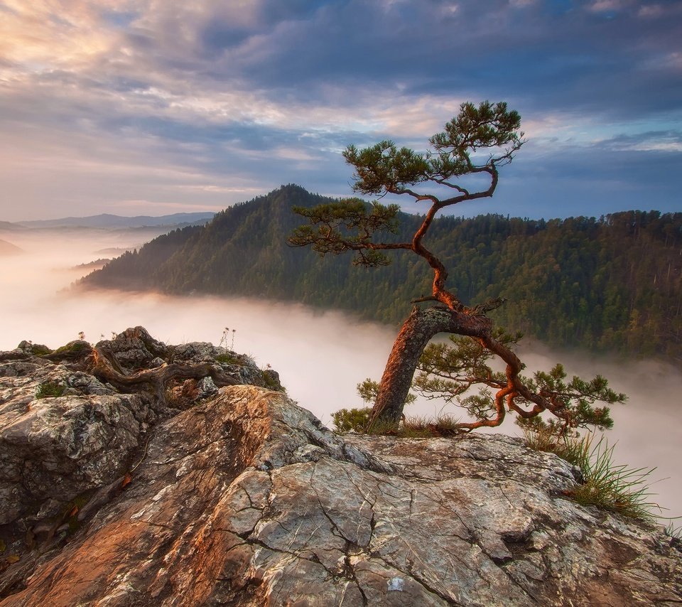 Обои горы, скалы, лес, туман, польша, сосна, sokolica, mountains, rocks, forest, fog, poland, pine разрешение 2048x1420 Загрузить