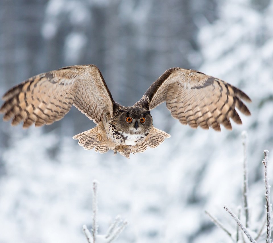 Обои сова, зима, полет, взгляд, крылья, птица, owl, winter, flight, look, wings, bird разрешение 2048x1365 Загрузить