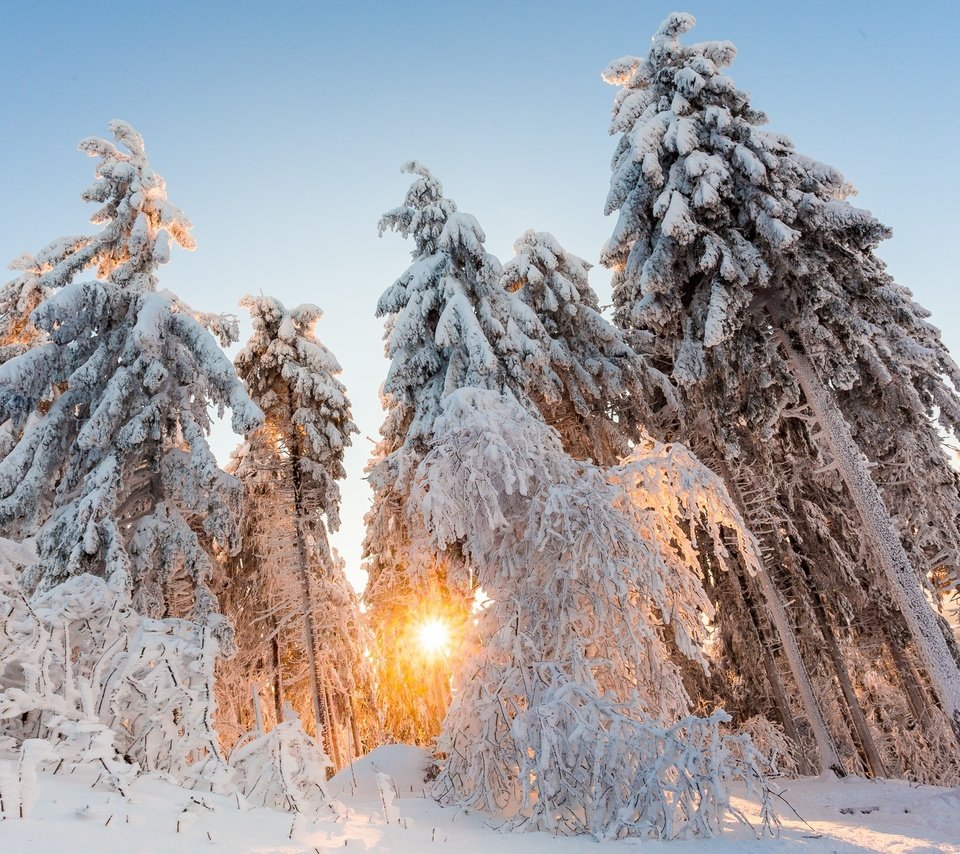 Обои свет, деревья, солнце, снег, природа, лес, зима, light, trees, the sun, snow, nature, forest, winter разрешение 2048x1365 Загрузить