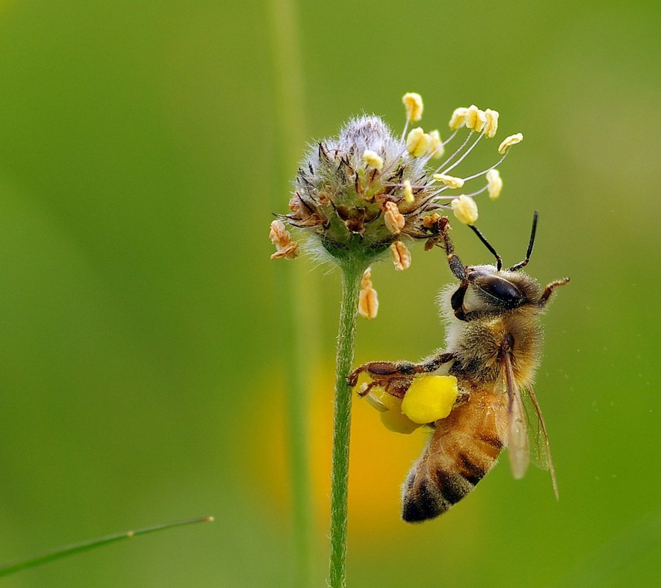 Обои макро, насекомое, цветок, пчела, мед, нектар, ziva & amir, macro, insect, flower, bee, honey, nectar разрешение 1920x1410 Загрузить