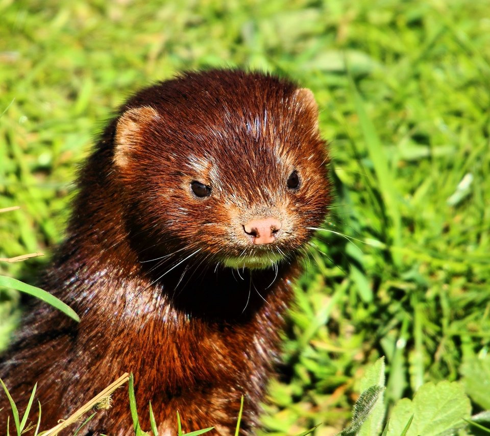 Обои морда, трава, взгляд, животное, мех, норка, face, grass, look, animal, fur, st. разрешение 2048x1365 Загрузить