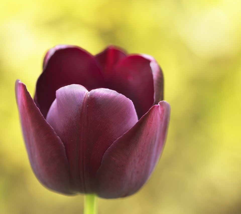 Обои природа, макро, цветок, тюльпан, nature, macro, flower, tulip разрешение 2560x1600 Загрузить