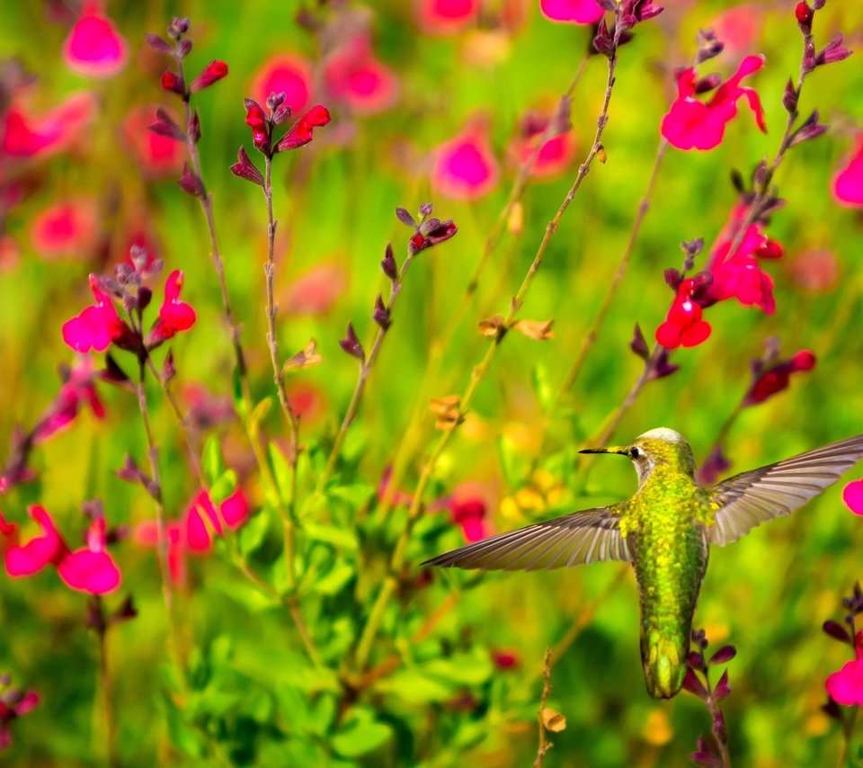 Обои цветы, крылья, птица, клюв, растение, колибри, flowers, wings, bird, beak, plant, hummingbird разрешение 2048x1365 Загрузить