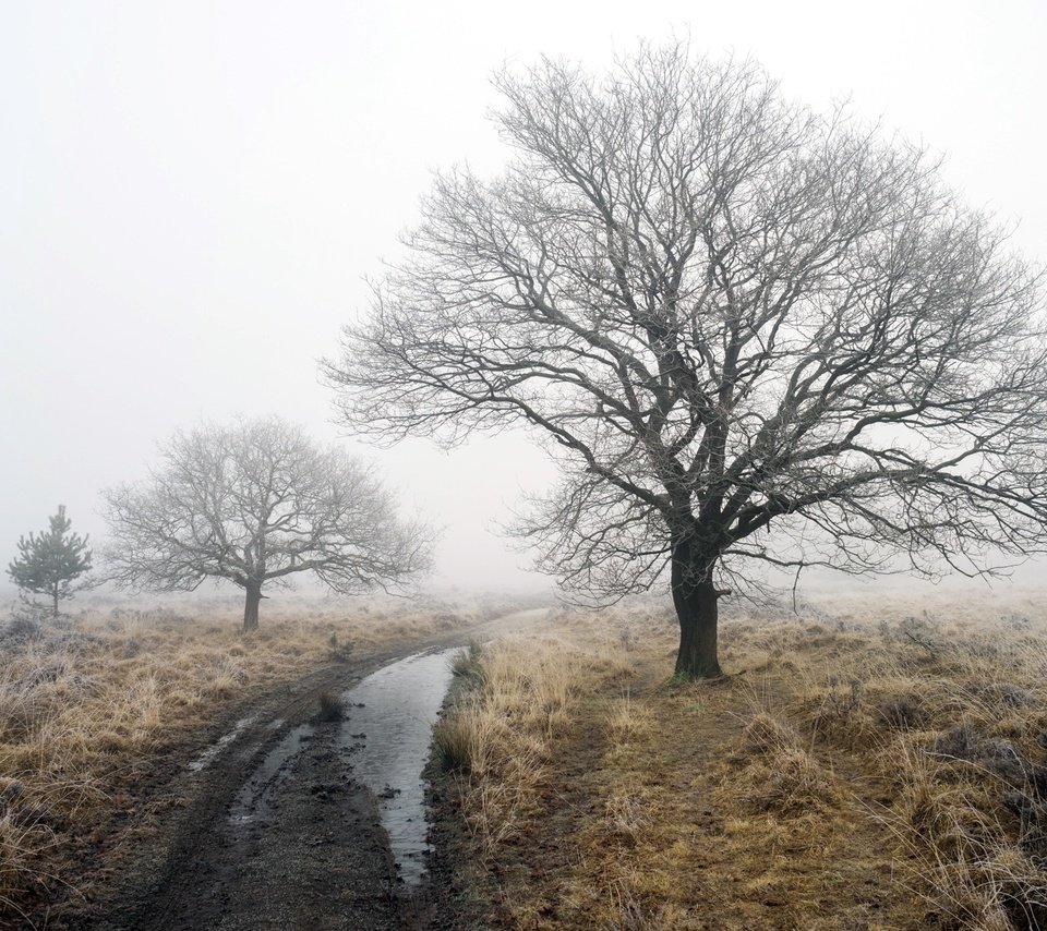 Обои дорога, деревья, зима, туман, robert-paul jansen, road, trees, winter, fog разрешение 2048x1365 Загрузить