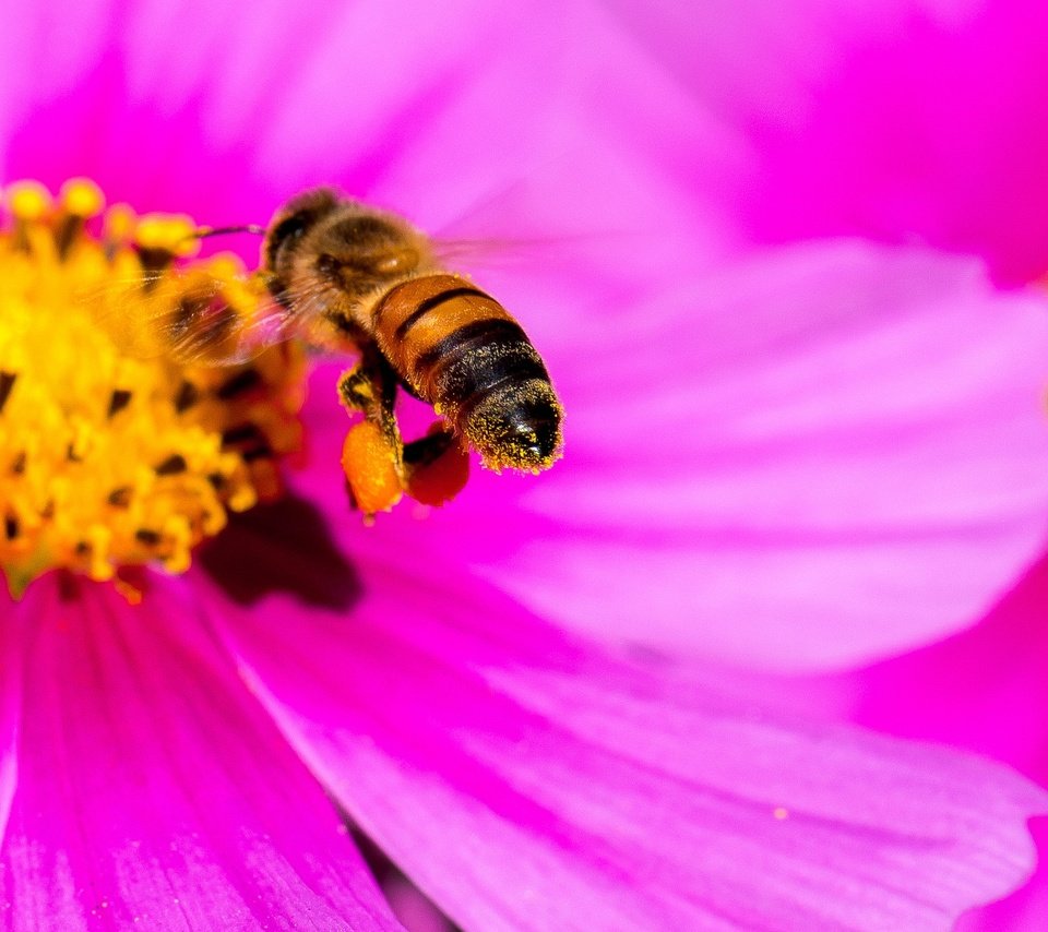Обои макро, насекомое, цветок, лепестки, пчела, яркий, космея, pink yellow bee, danny perez photography, macro, insect, flower, petals, bee, bright, kosmeya разрешение 2048x1366 Загрузить