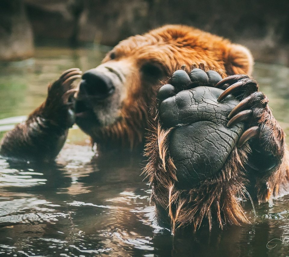 Обои медведь, купание, лапа, бурый, bear, bathing, paw, brown разрешение 2048x1381 Загрузить