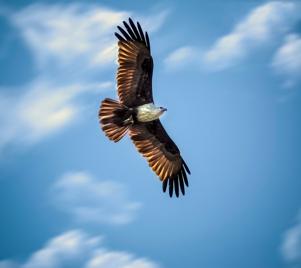 Обои небо, полет, крылья, орел, птица, охота, the sky, flight, wings, eagle, bird, hunting разрешение 2048x1365 Загрузить