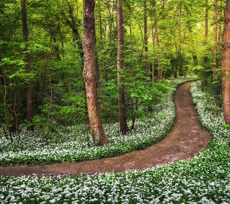 Обои дорога, цветы, деревья, лес, road, flowers, trees, forest разрешение 1920x1080 Загрузить